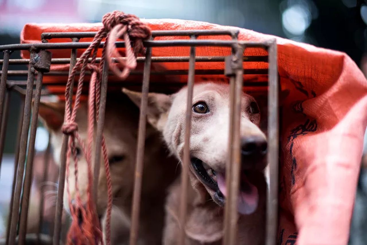 Carne Di Cane In Corea Del Sud Vietate Vendita E Macellazione Ma Non