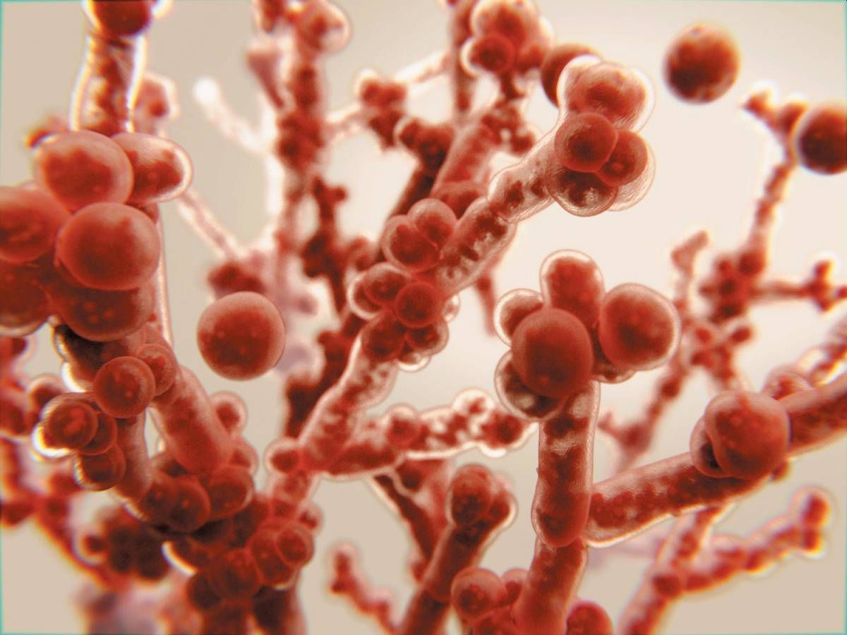 Cos’è la Candida auris: sintomi e immagini del fungo 