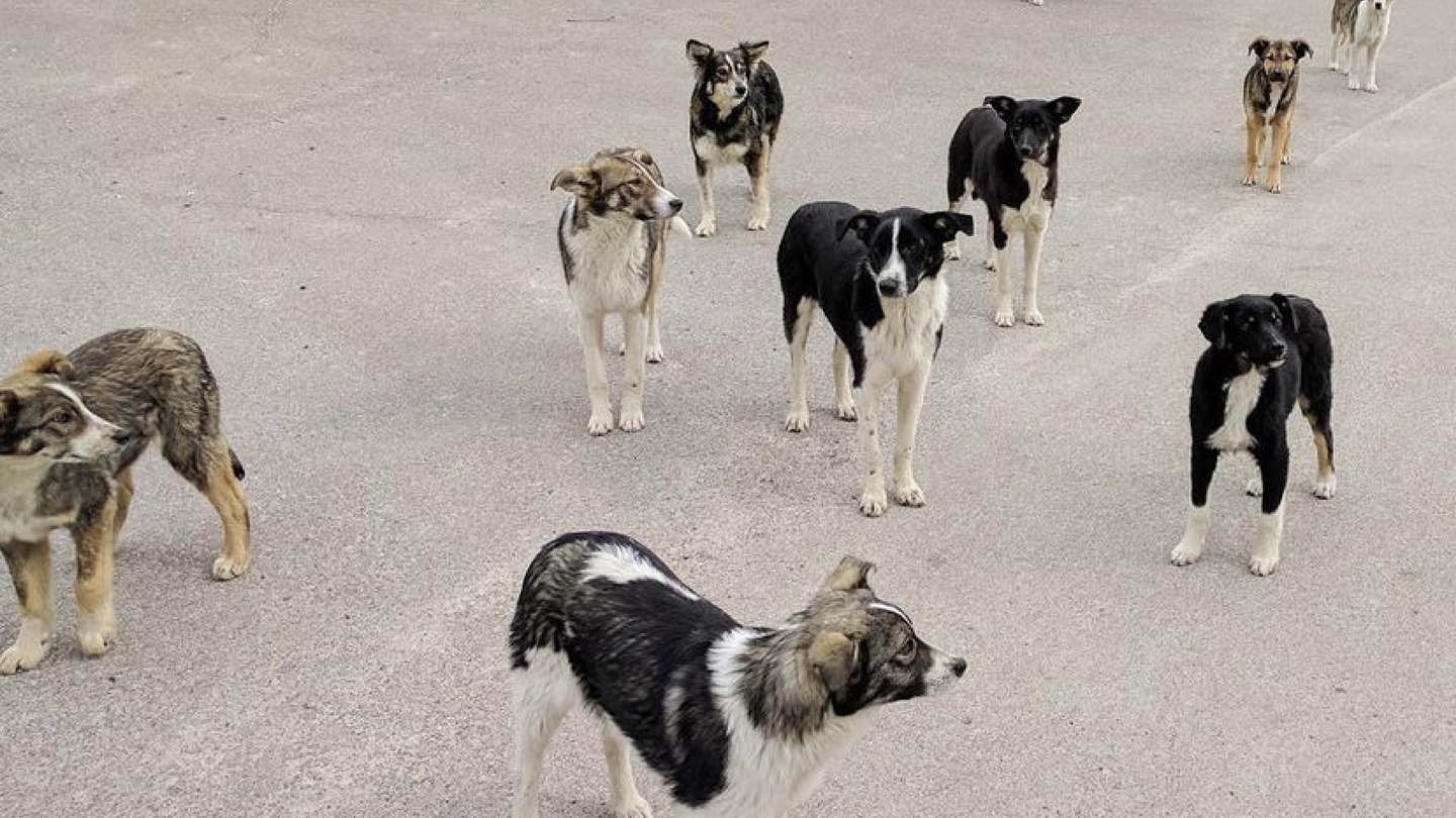 Cani randagi di Chernobyl