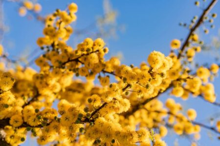 un ramo di mimosa