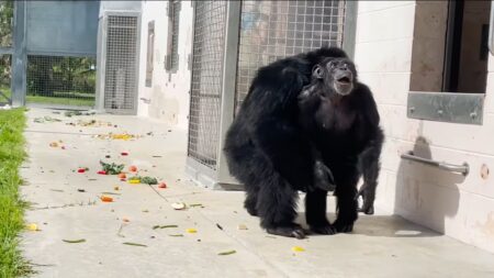 Lo scimpanzè Vanilla, libero dopo 28 anni in laboratorio