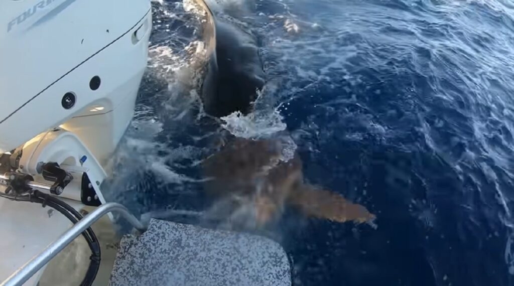 Frame di video virale di squalo che attacca una tartaruga