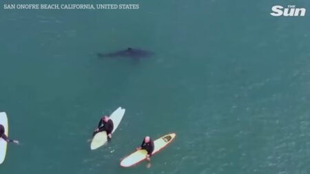 Grande squalo bianco a San Onofre, California
