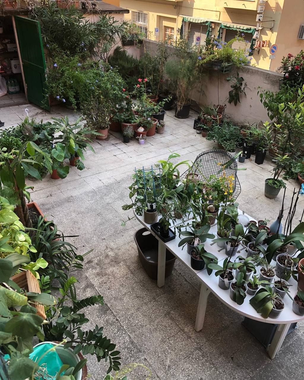 Il terrazzo di Enrico Rossi, pieno di piante
