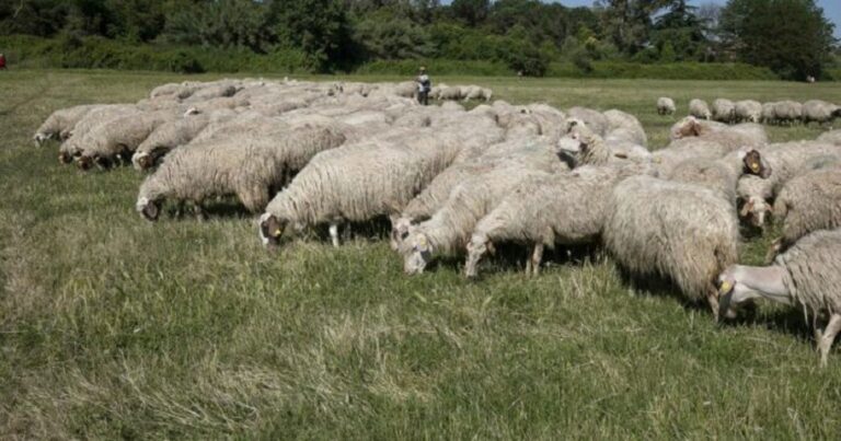 Fotografia che raffigura un gruppo di pecore