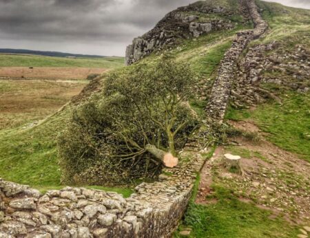 Fotografia che ritrae l'Albero di Robin Hood