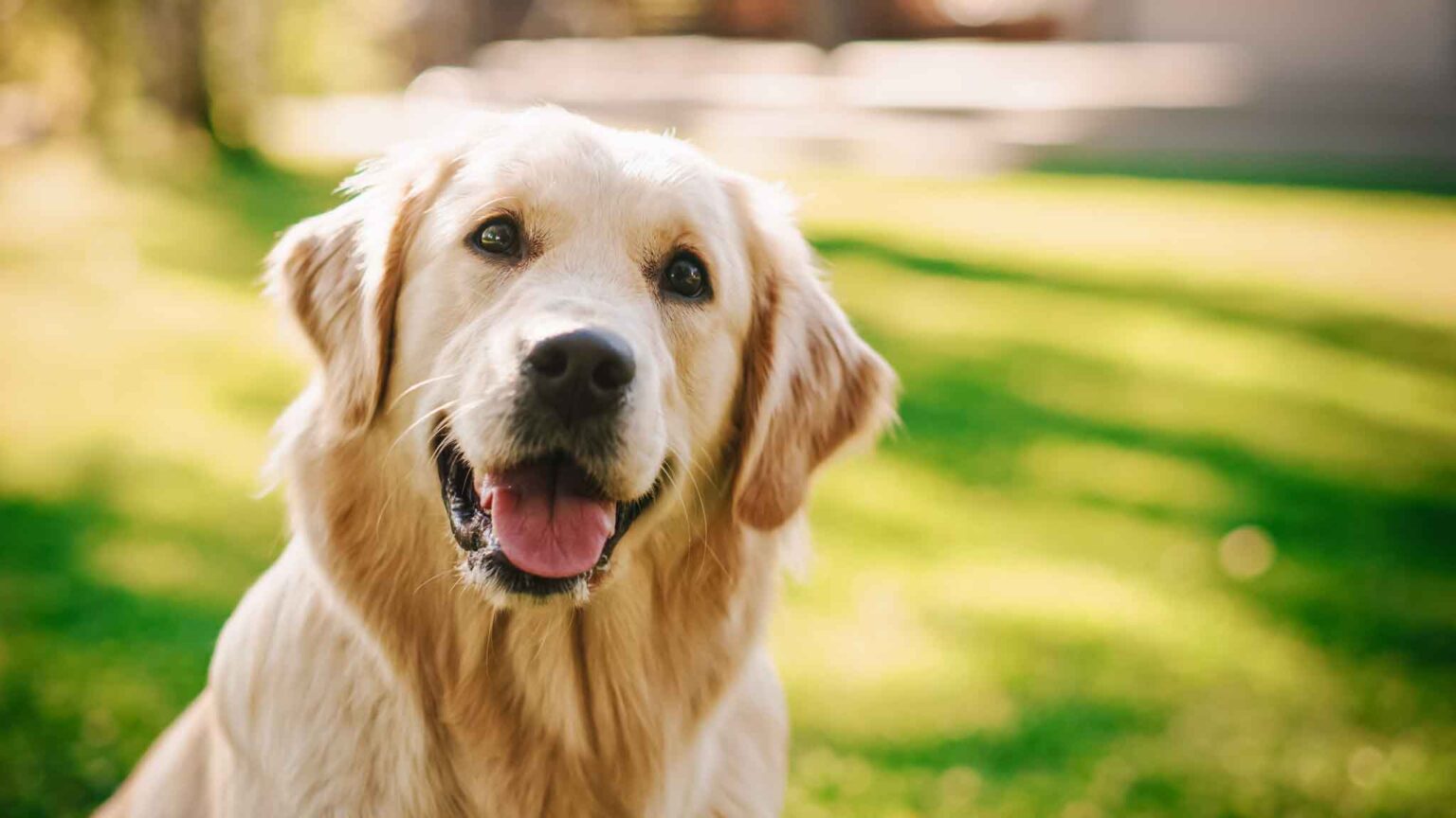 Un esemplare di Golden Retriever.