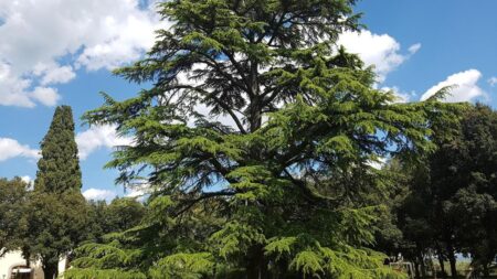 Il cedro del Libano che produce la polvere gialla.