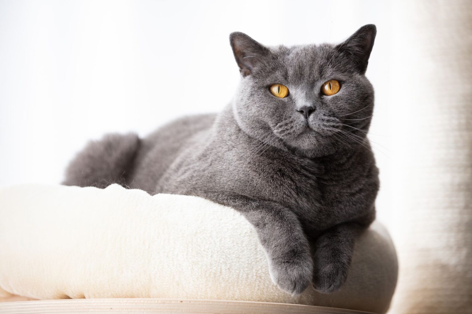 Un esemplare di British Shorthair.