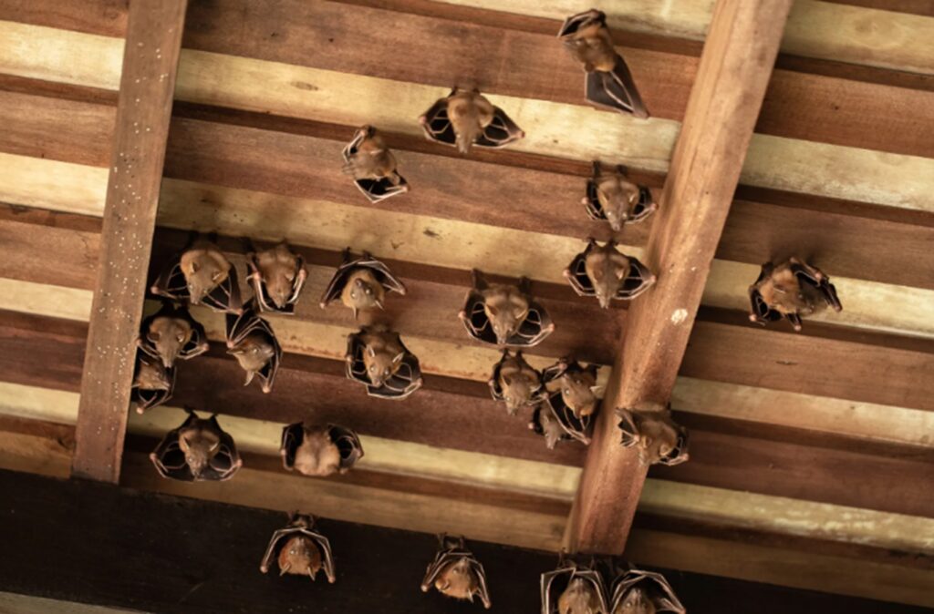 Fotografia di pipistrelli in un Airbnb in Michigan