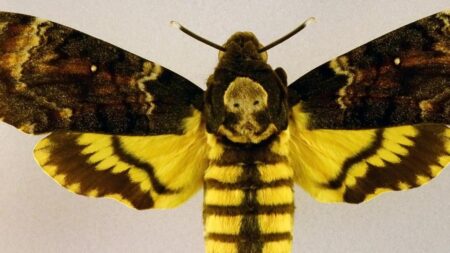 Un foto della farfalla Sfinge Testa di Morto.