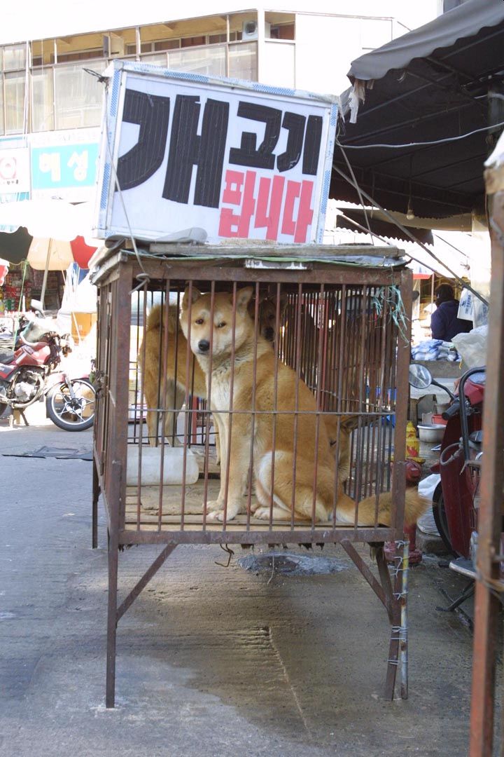 cane in vendita al mercato in Corea