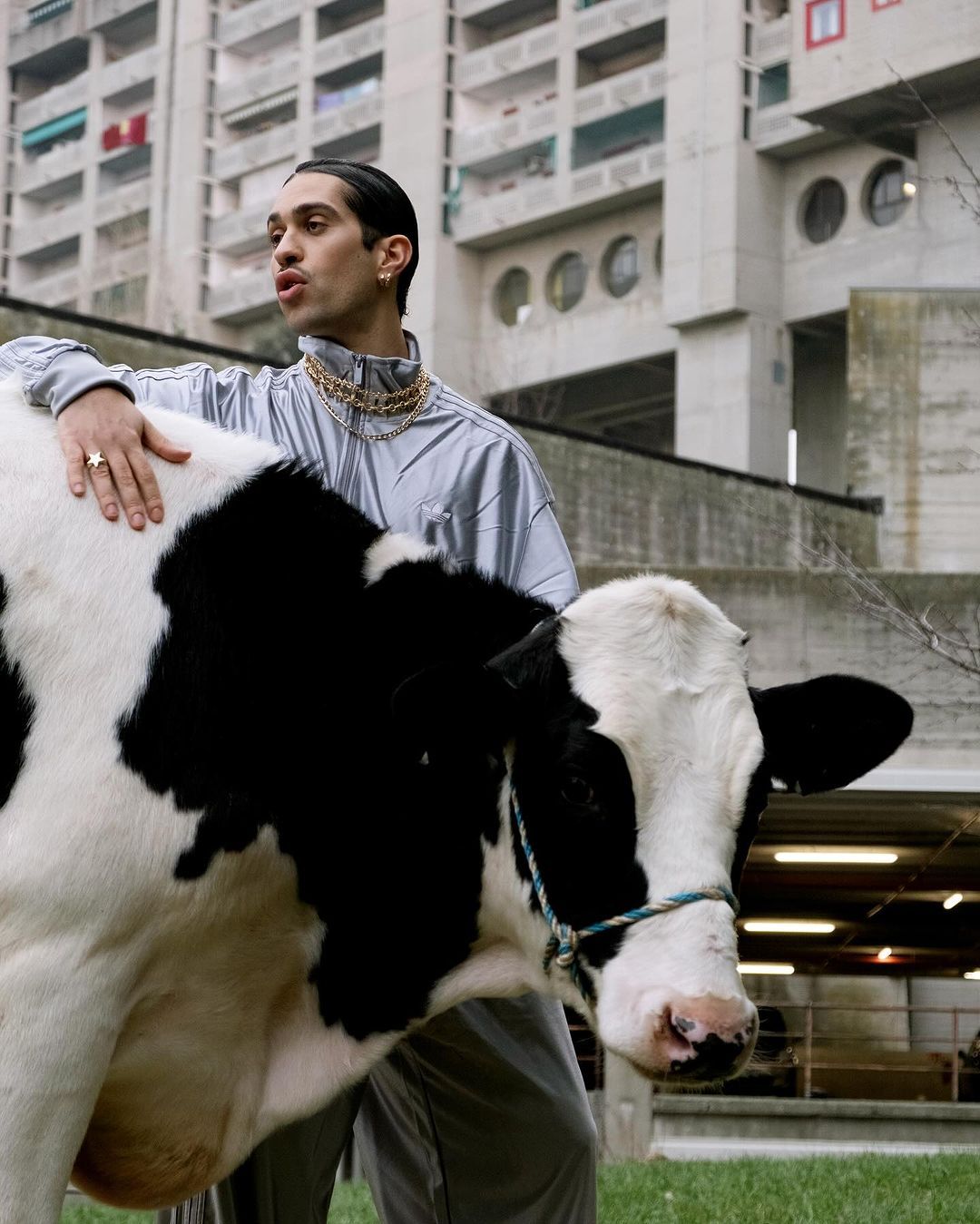 Mahmood con una mucca