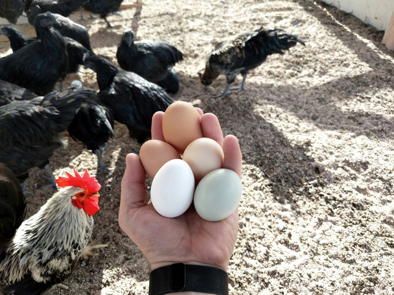 Galline un gallo e le uova