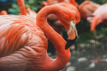 Un esemplare di fenicottero rosa