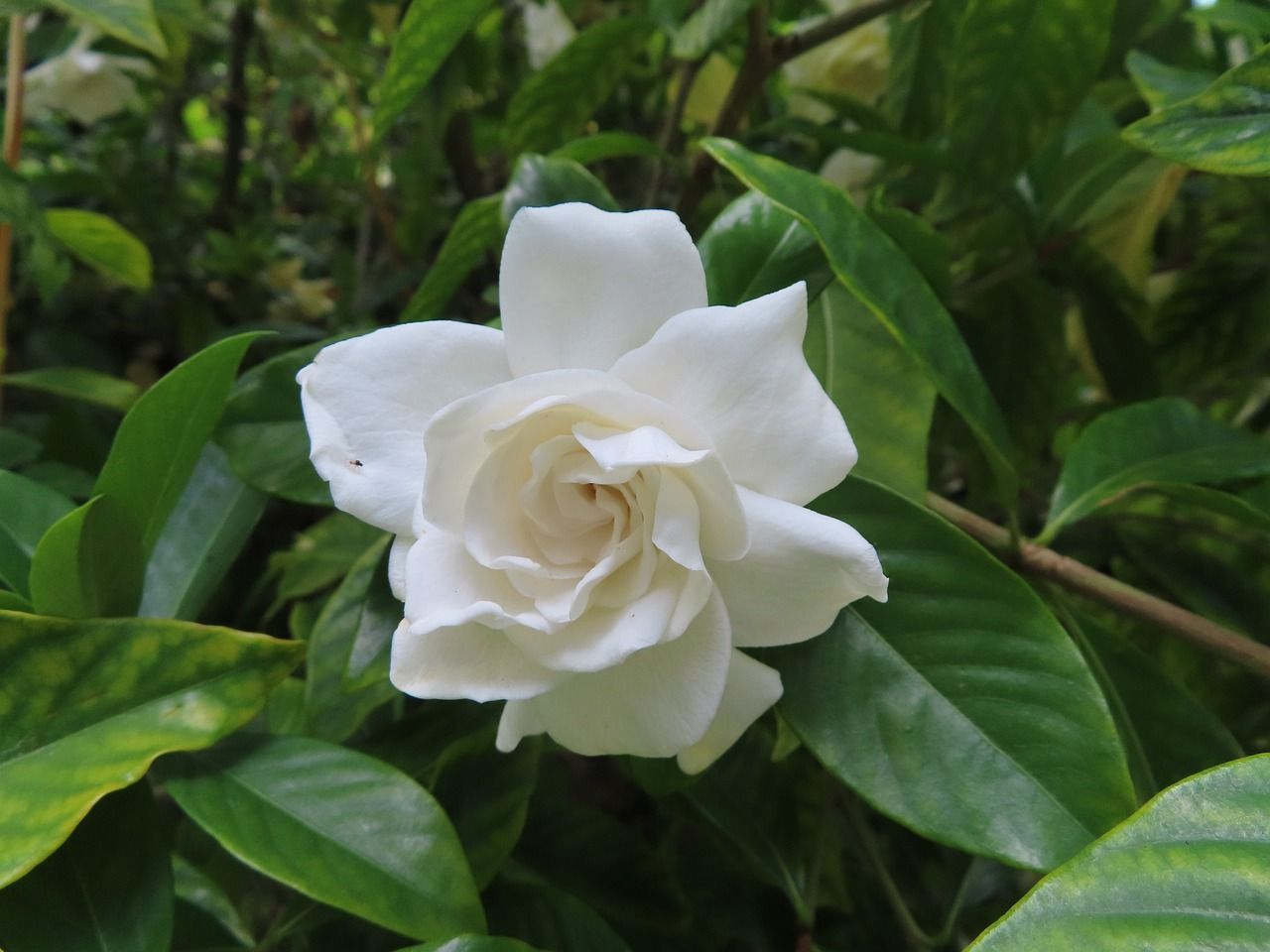 Un fiore di gardenia