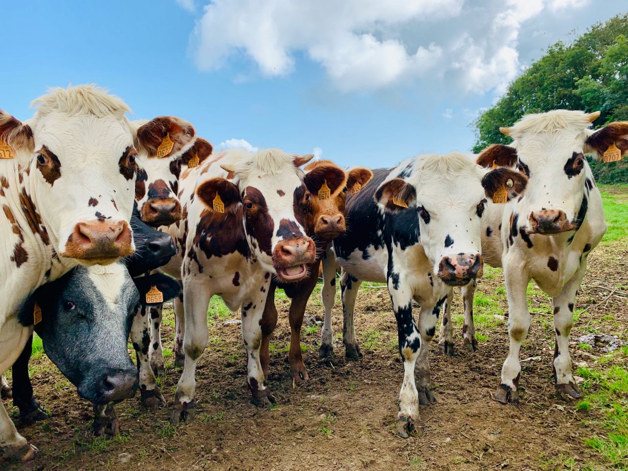 Un gruppo di mucche