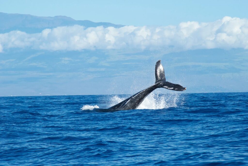 Una balena agita la coda