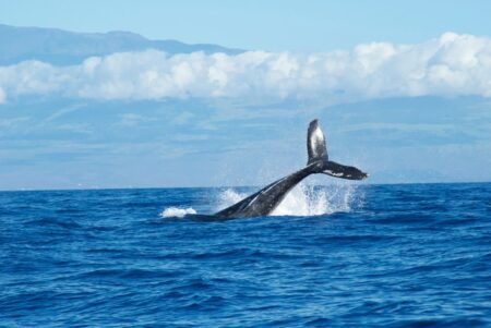Una balena agita la coda