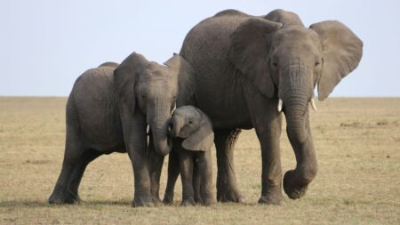 Una famiglia di elefanti