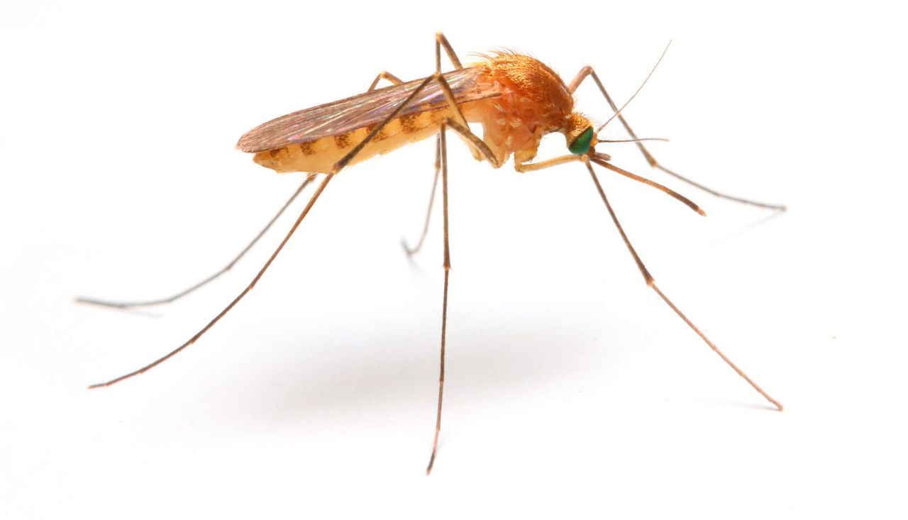 Quale zanzara provoca la Malaria? È tornata a farsi vedere in Puglia