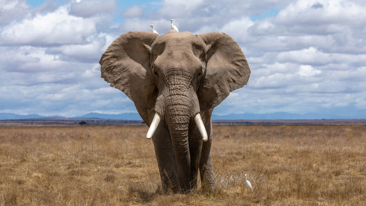 un elefante con le zanne