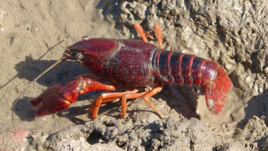 Gambero rosso della louisiana