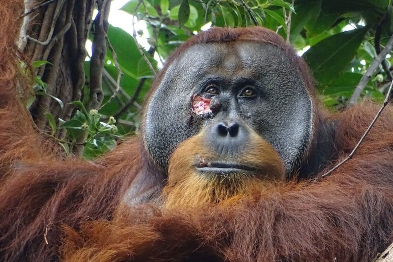 Orango si cura da solo con le erbe (e guarisce), mai vista una cosa del genere
