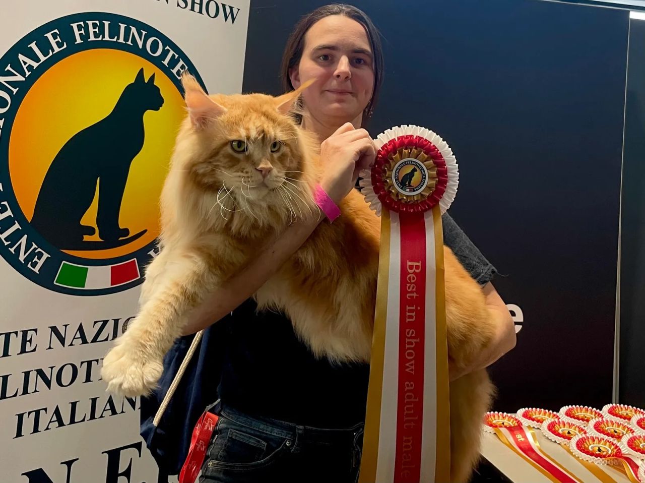 Quanto pesa il gatto più bello del mondo? Si chiama Tornado ed è gigantesco
