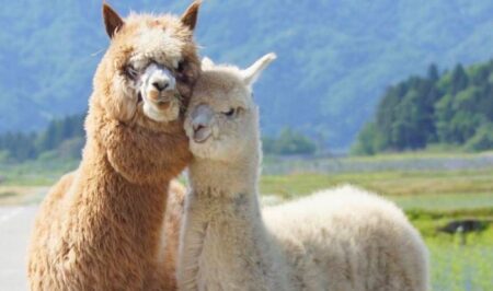 Una coppia di alpaca