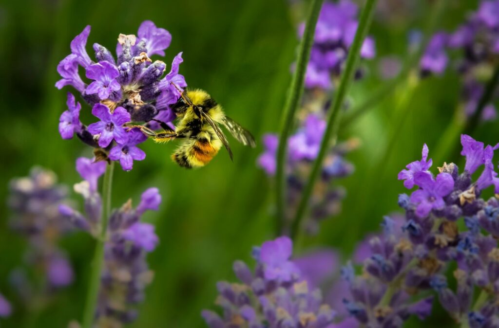 Un'ape su un fiore