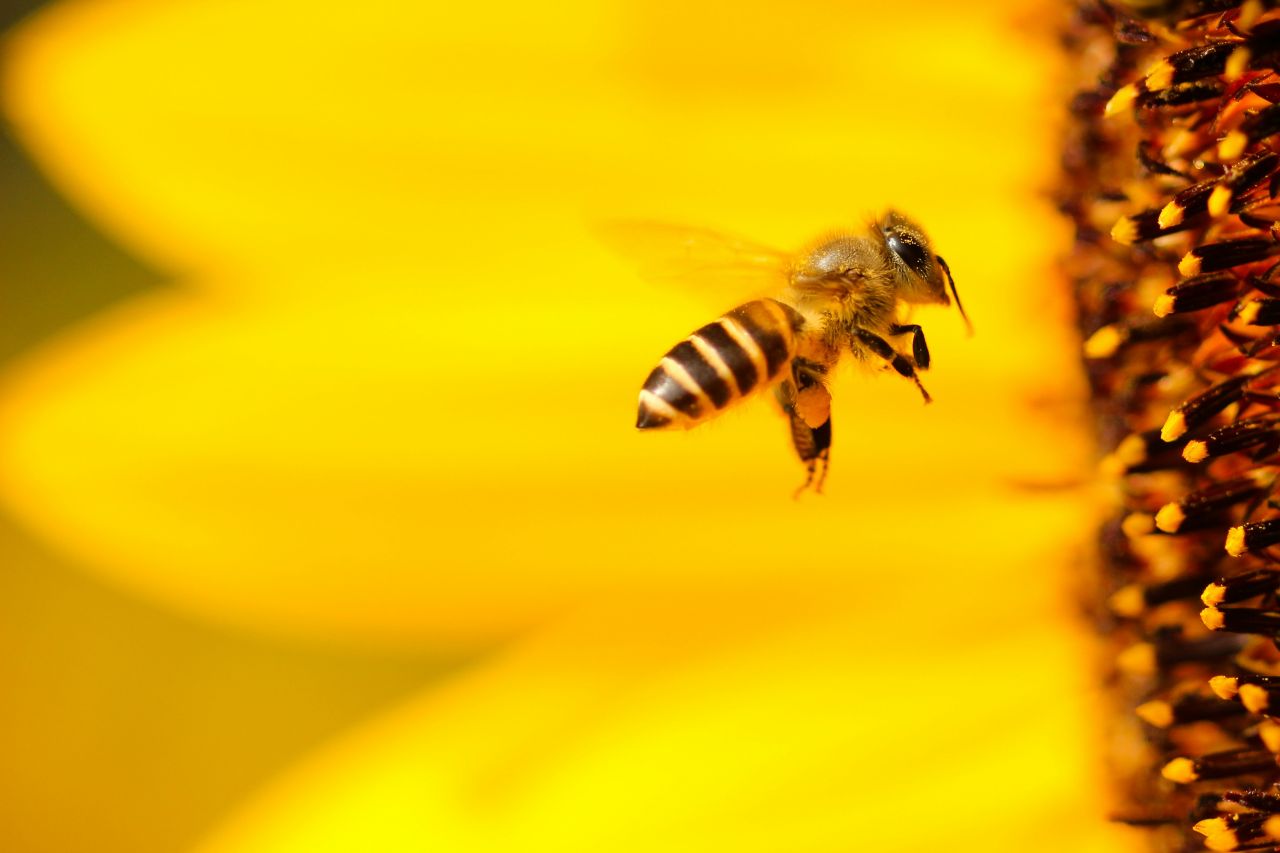 Un'ape su un fiore giallo