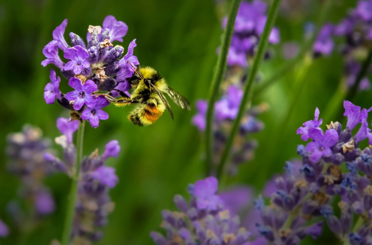 Perché festeggiamo il 20 maggio la Giornata mondiale delle api?