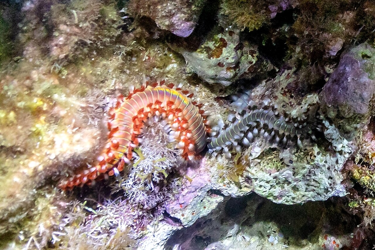 Un vermocane su un fondale marino