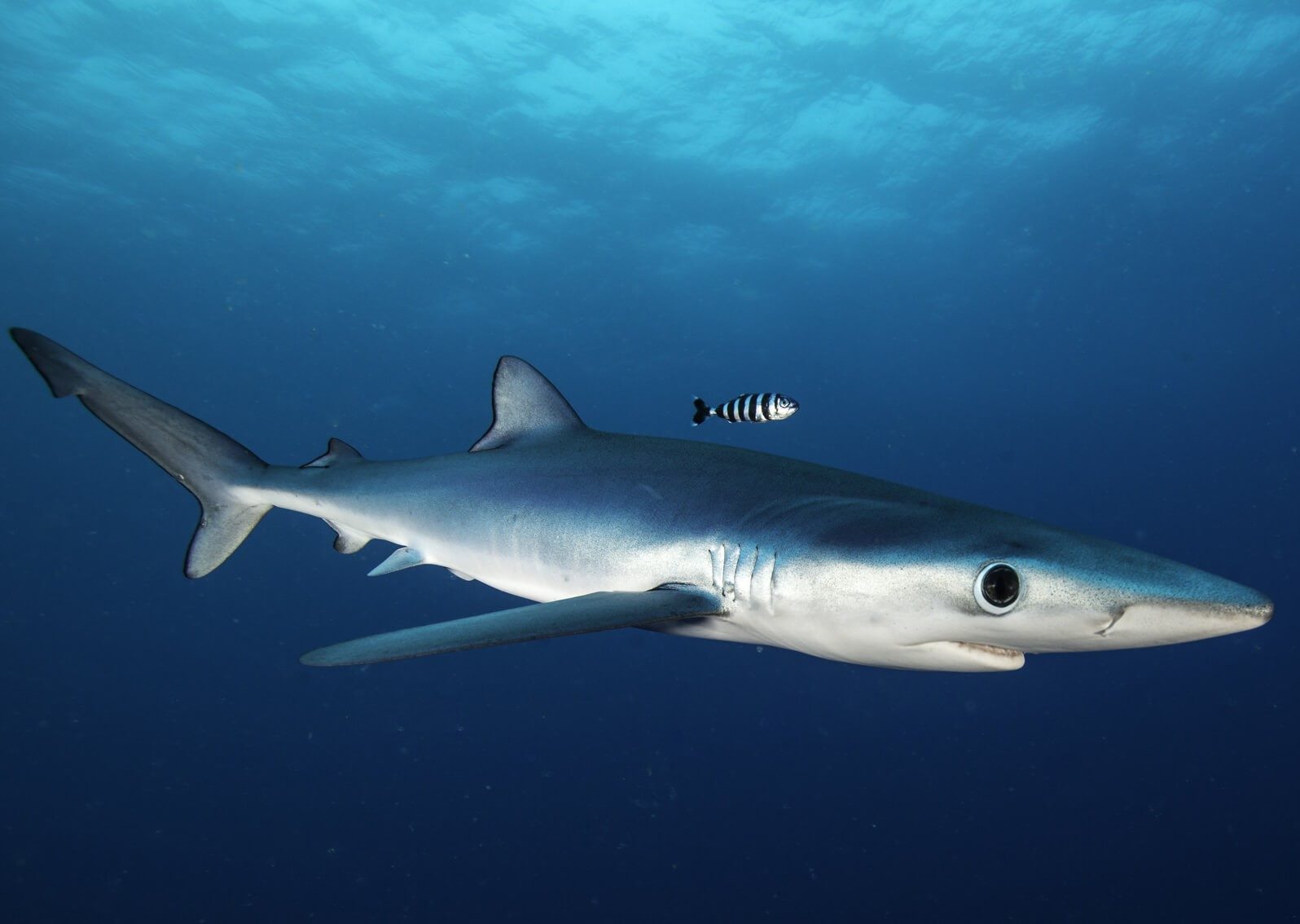 Lo squalo verdesca, avvistato a La Spezia, è pericoloso?
