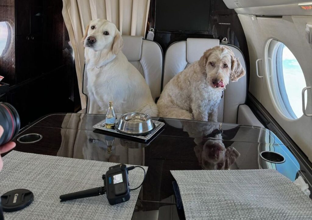 cagnolini su BarkAir