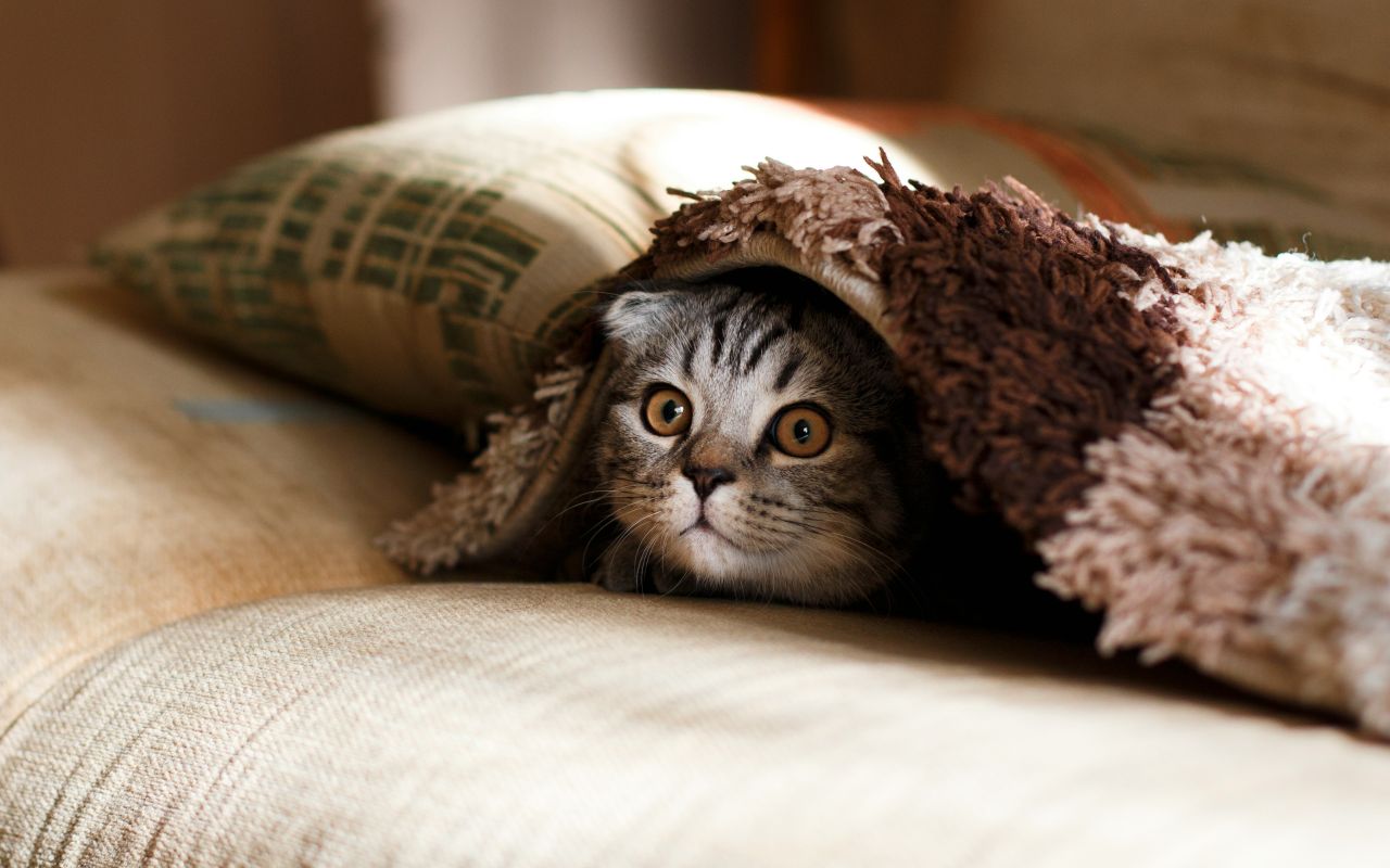 gattino nascosto sotto una coperta