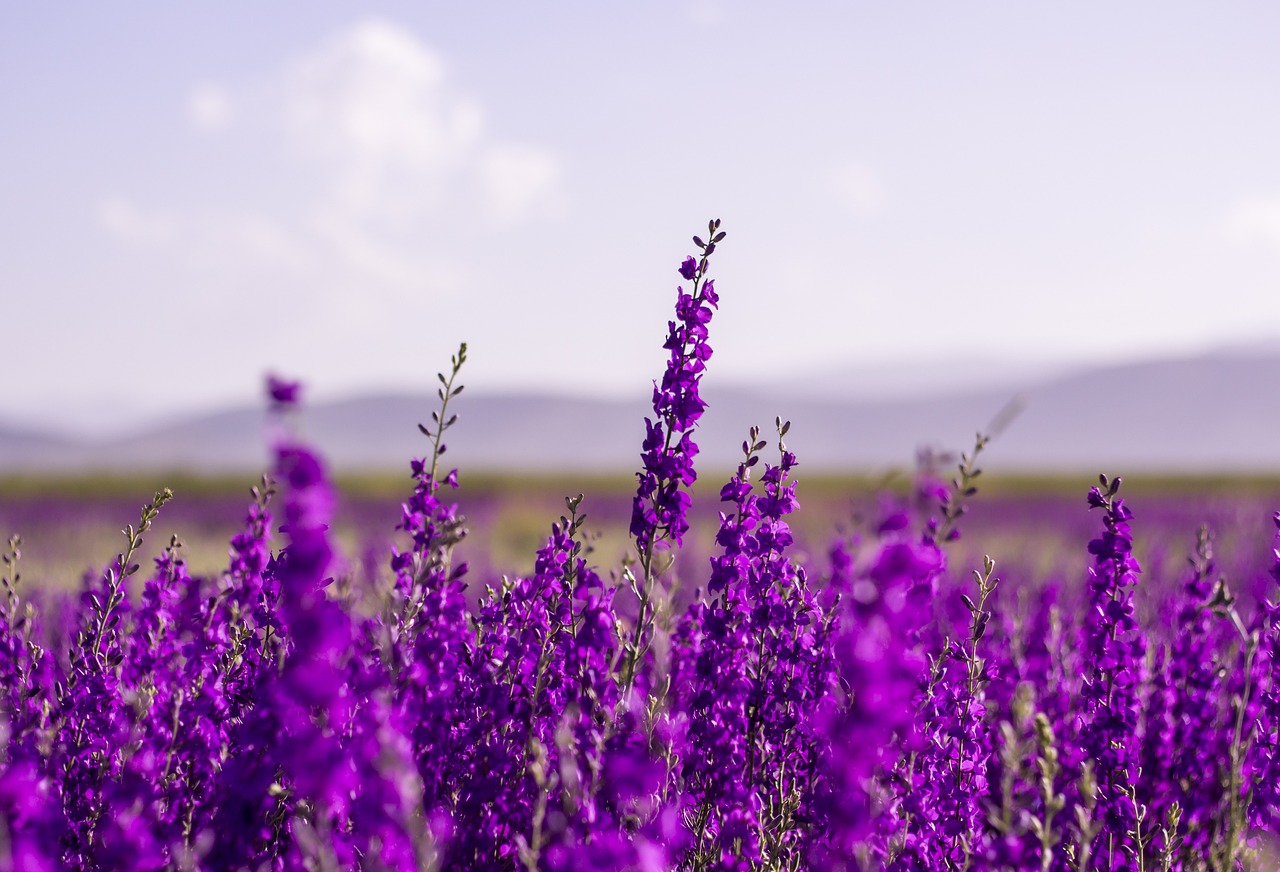 la lavanda per il mazzetto di San Giovanni