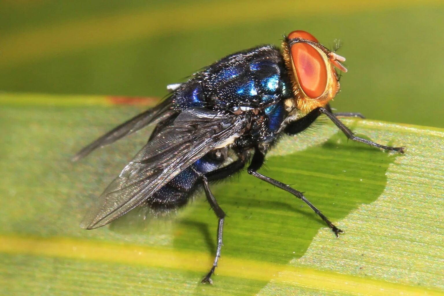 mosca carnivora