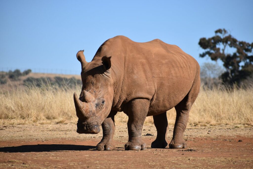 un rinoceronte nella savana