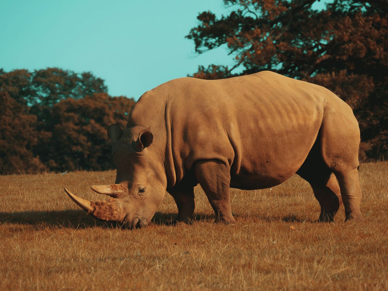 un rinoceronte riposa nella savana