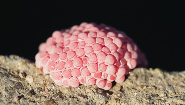 uova lumaca rosa