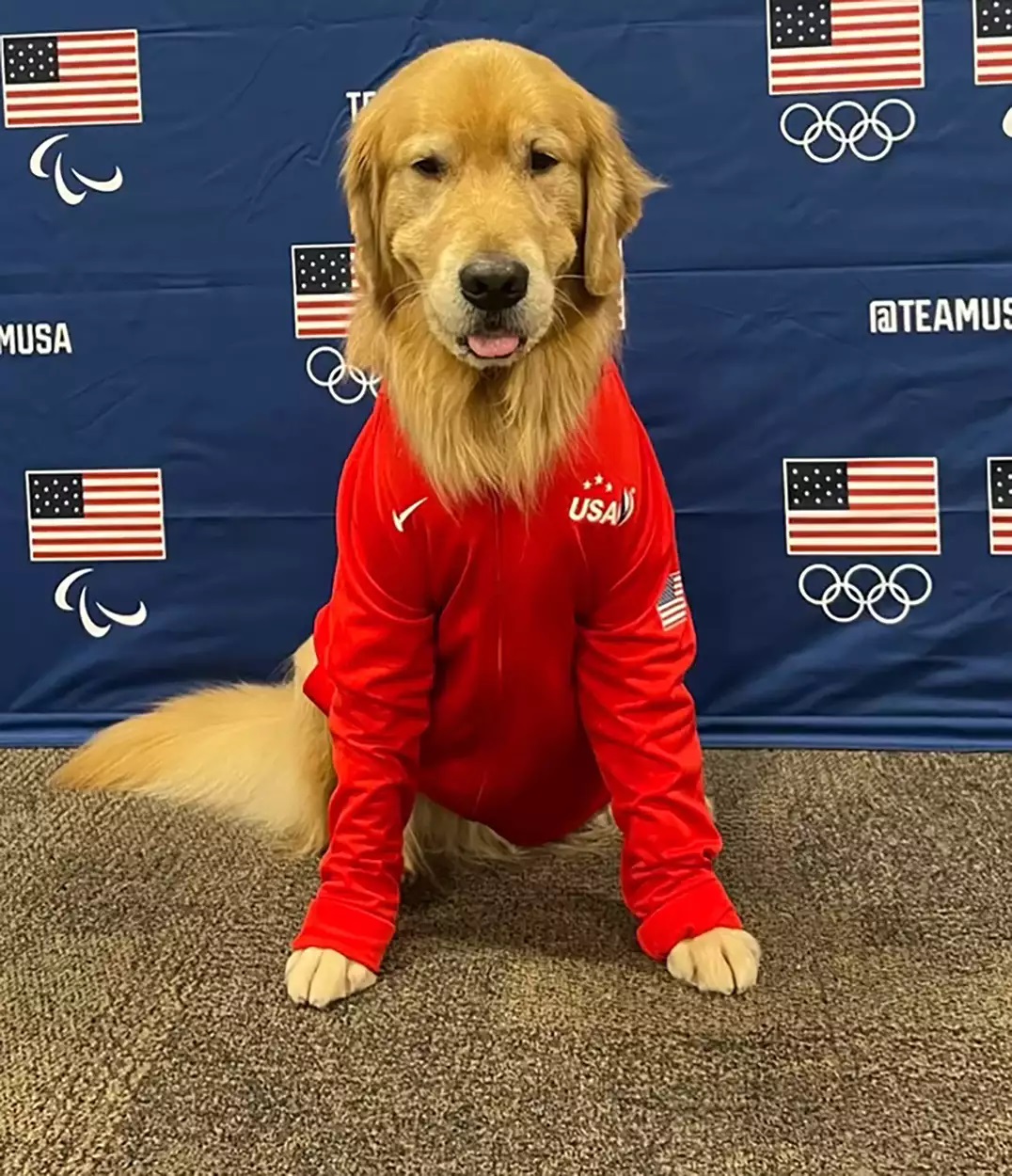 Beacon il golden retrivier