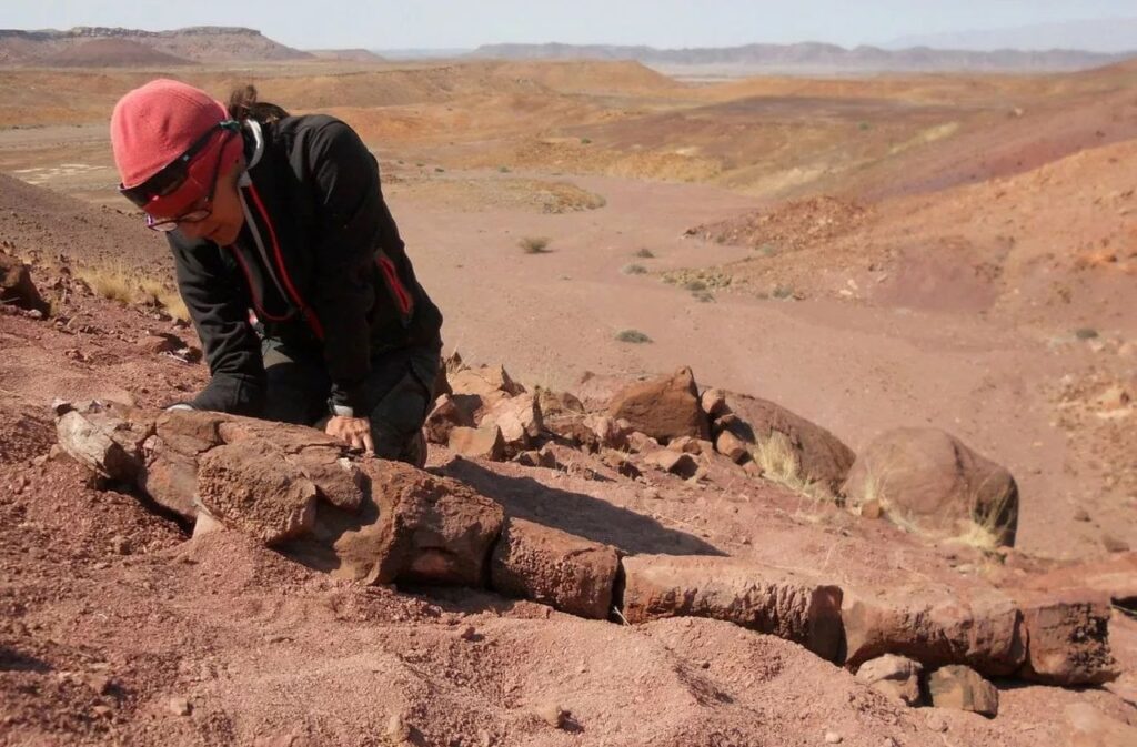 Il fossile di Salamandra gigante