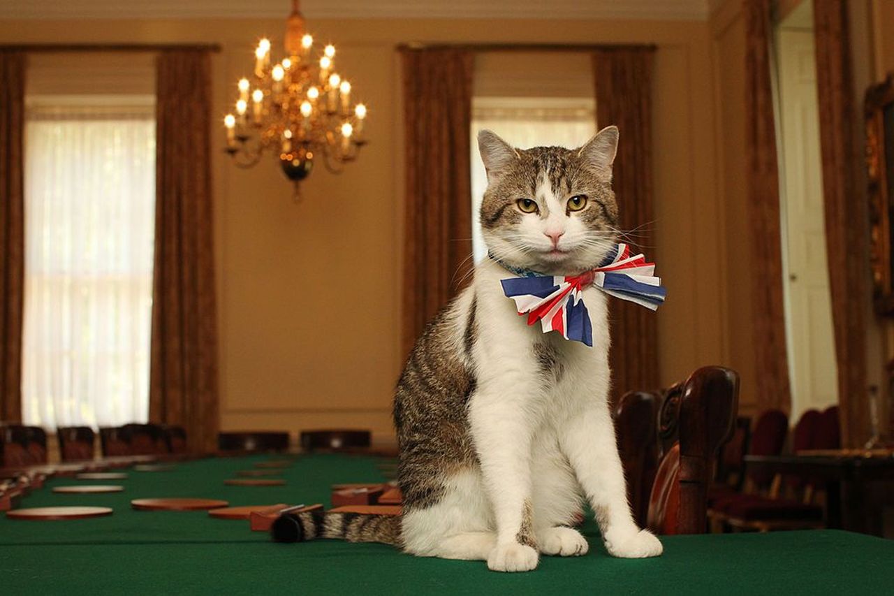Chi è il gatto Larry, l’amatissimo felino di Downing Street
