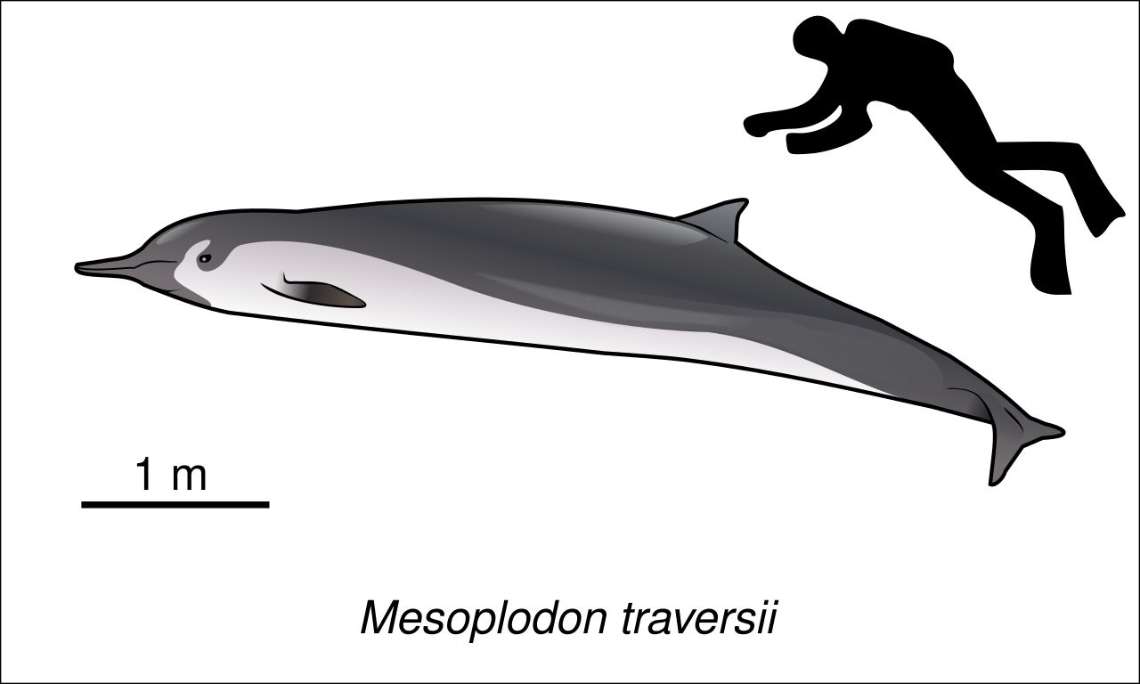 Mesoplodon traversii