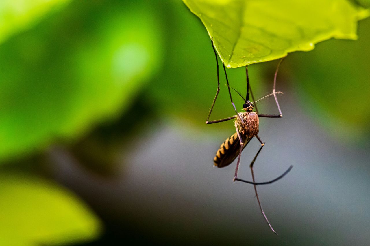 altro che spray la cannabis stermina le zanzare killer della dengue in 48 ore