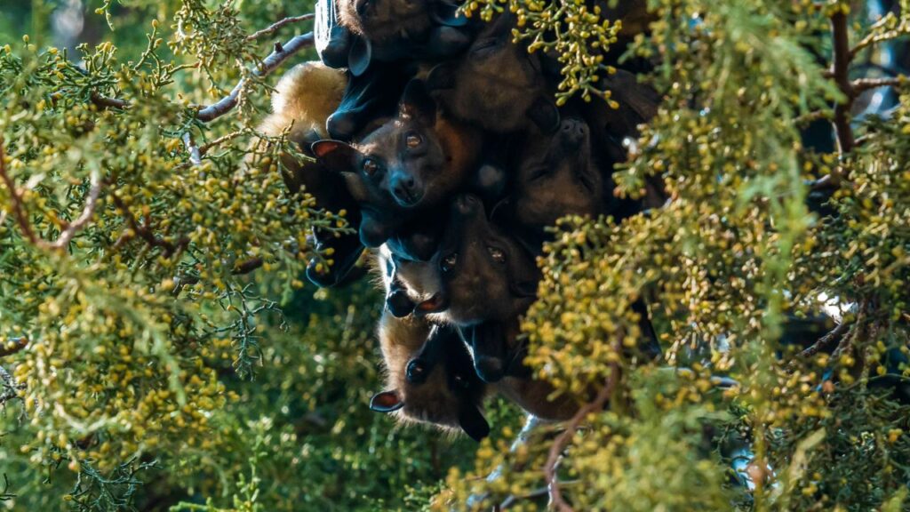 Gruppo di pipistrelli