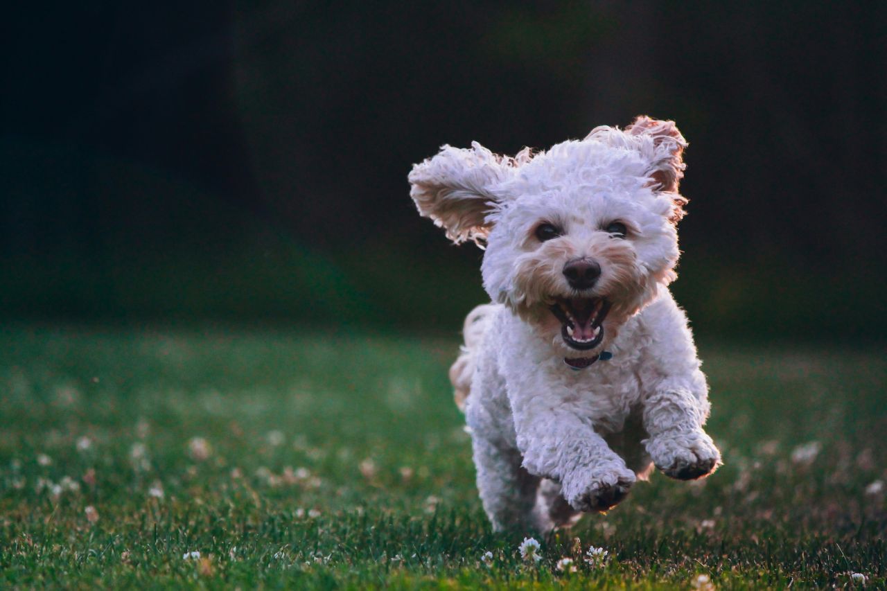 Un cane felice corre nel prato