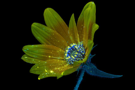 Un fiore di Helianthus gracilentus visto da un'ape foto di Craig P Burrows